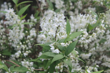 white flowers