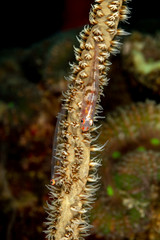 The surprising underwater world of the Indian and Pacifical Oceans