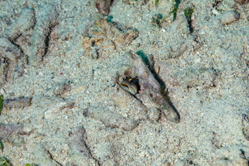 The surprising underwater world of the Indian and Pacifical Oceans