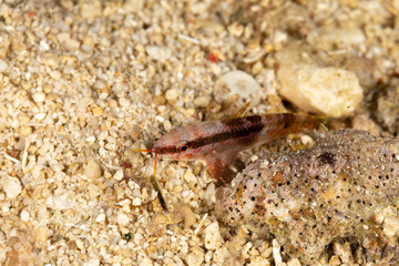 The surprising underwater world of the Indian and Pacifical Oceans