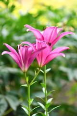 Lily. Bouquet of beautiful large pink Lily in the garden on a green background. Vertical photography