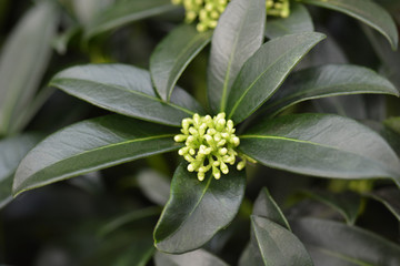 Skimmia Fragrant Cloud