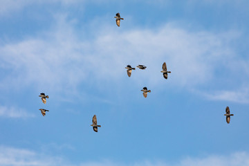 Flying birds