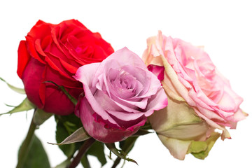 pink and red roses as background