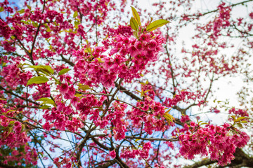 Wild Himalayan Cherry flower blossoming blurred background At doi inthanon national park Chiang Mai, Thailand.
