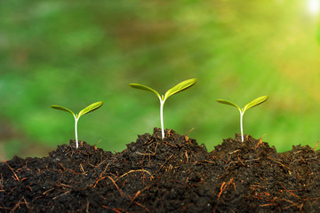 young plant in soil	