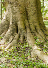 root of tree