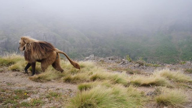 Moving shot focusing on gelada baboon walking along the mountain.
