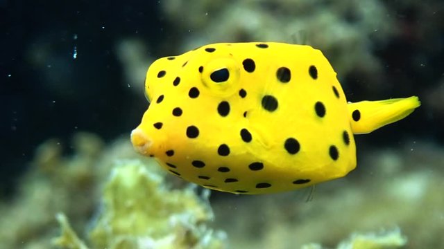 Juvenile yellow boxfish (Ostracion cubicus) hides under a coral shade while it searches for algae as its main food source.
