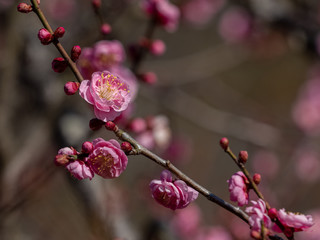 Japanese Plum Blossoms