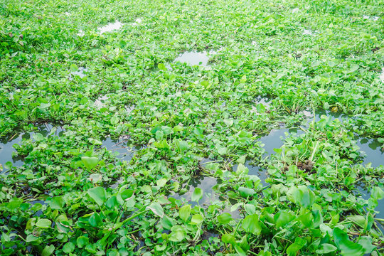 Water hyacinth floating on a river