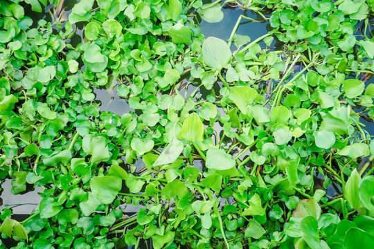 Water hyacinth floating on a river