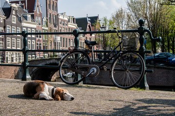 Dog guarding the bike on the street
