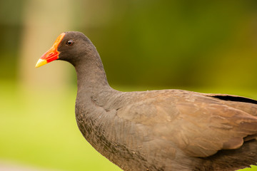 Beautiful Purple Swamphens out in nature during the day