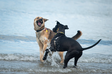 Two dogs playing in the water on the beach