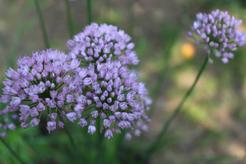 Allium angulosum, the mouse garlic in organic garden.It is a species of garlic. Allium angulosum is cultivated as an ornamental and also as an herb for kitchen gardens. Bulbs and leaves are edible.