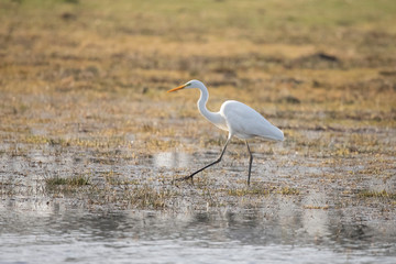 Egret, Ardea alba