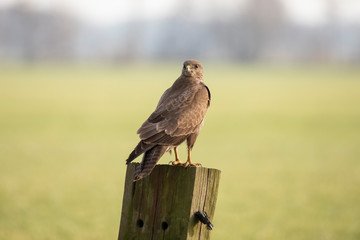 Buzzard, common Buzzard, Buteo buteo