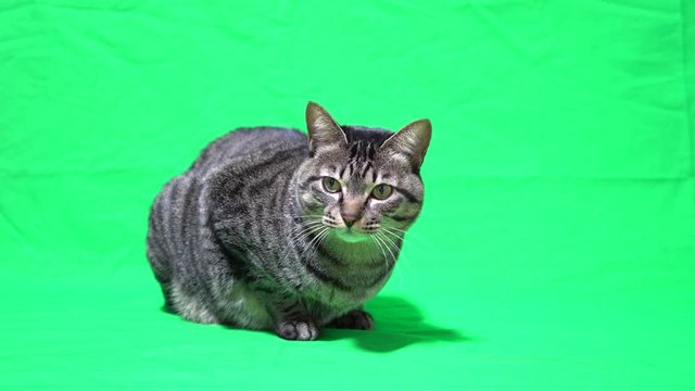 グリーンバックの猫