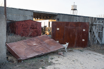 Old broken gate of an abandoned factory with an abandoned white dog