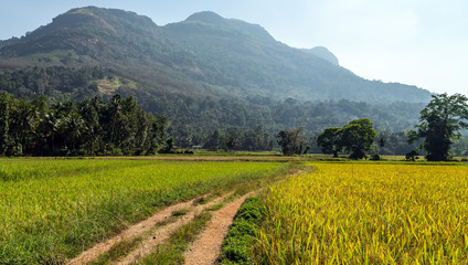 Rice Paddy Fields green trees forest