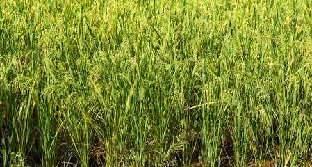 Rice farm green Paddy Fields Thailand