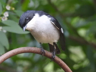 Fiscal shrike