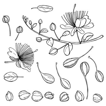 Hand drawn caper plant  with flowers. Edible fruits and buds of capers. Vector sketch illustration.
