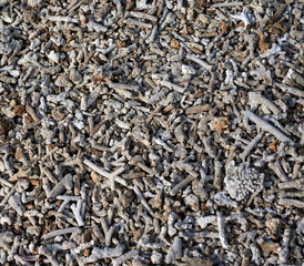 Fototapeta premium Dead coral pieces on the beach as background. Bali island.