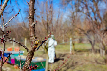 Fresh pruned twig with bud before chemical protection.