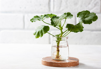 Planting new plants. Cuttings and shoots of geranium and pelargonium plants standing in water for...