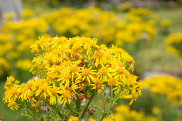 Bright Yellow wild Daisys