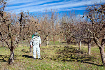 Naklejka na ściany i meble Gardener wearing protective overall sprinkles fruit trees with long sprayer in the orchard