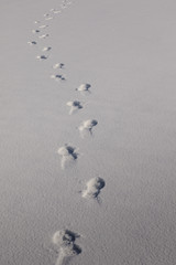 Misty morning among beautiful winter mountains