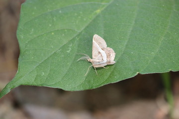 Closeup beautiful butterfly & flower in the garden.Butterfly on flower view. Macro view butterfly flower. Butterfly macro view. Flower butterfly closeup