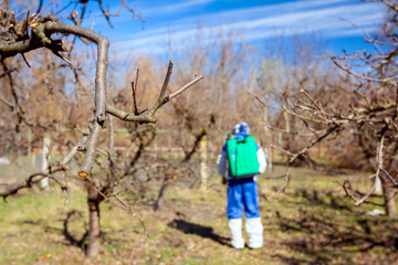 Fresh pruned twig with bud before chemical protection.