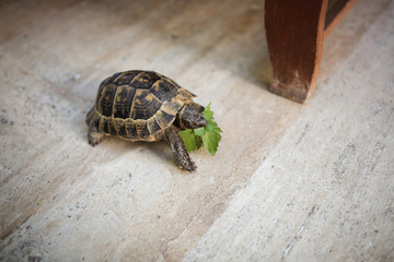 Trachemys eating leaf and crawling on stone floor
