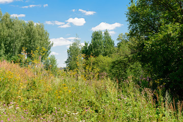 Fototapeta na wymiar Summer landscape with dense vegetation, grasses and trees