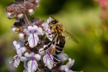 Biene auf einer Basilikum Blüte