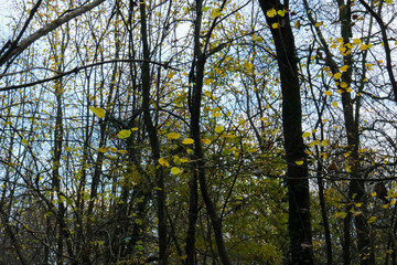 Le differenti sfumature di colori del bosco in autunno, stagioni e natura