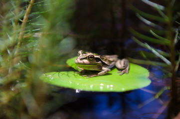 frog on lily pad