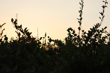 Fototapeta premium Sunset rural farm meadow horizon view .sunset and tree.Silhouette of tree in desert at sunset