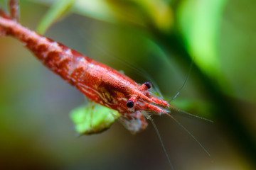 Freshwater Cherry Shrimp 