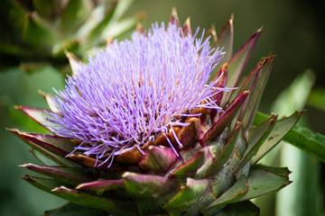 Artichoke flower with purple blossom