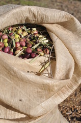 Harvested fresh olives in sacks in a field