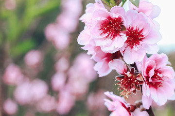 flowers of tree in spring