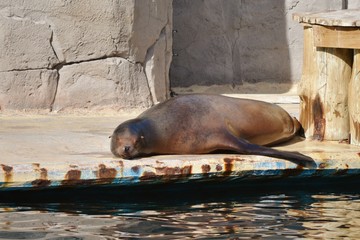 a sea lion in the swimming pool