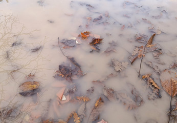 Pozza con foglie morte