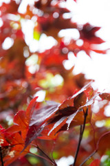 Red autumn leaves