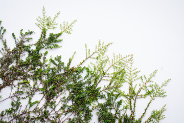Vine going on white wall